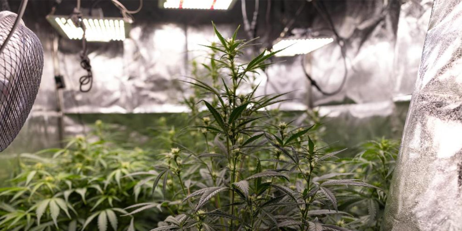 Moet je autoflowers trainen?