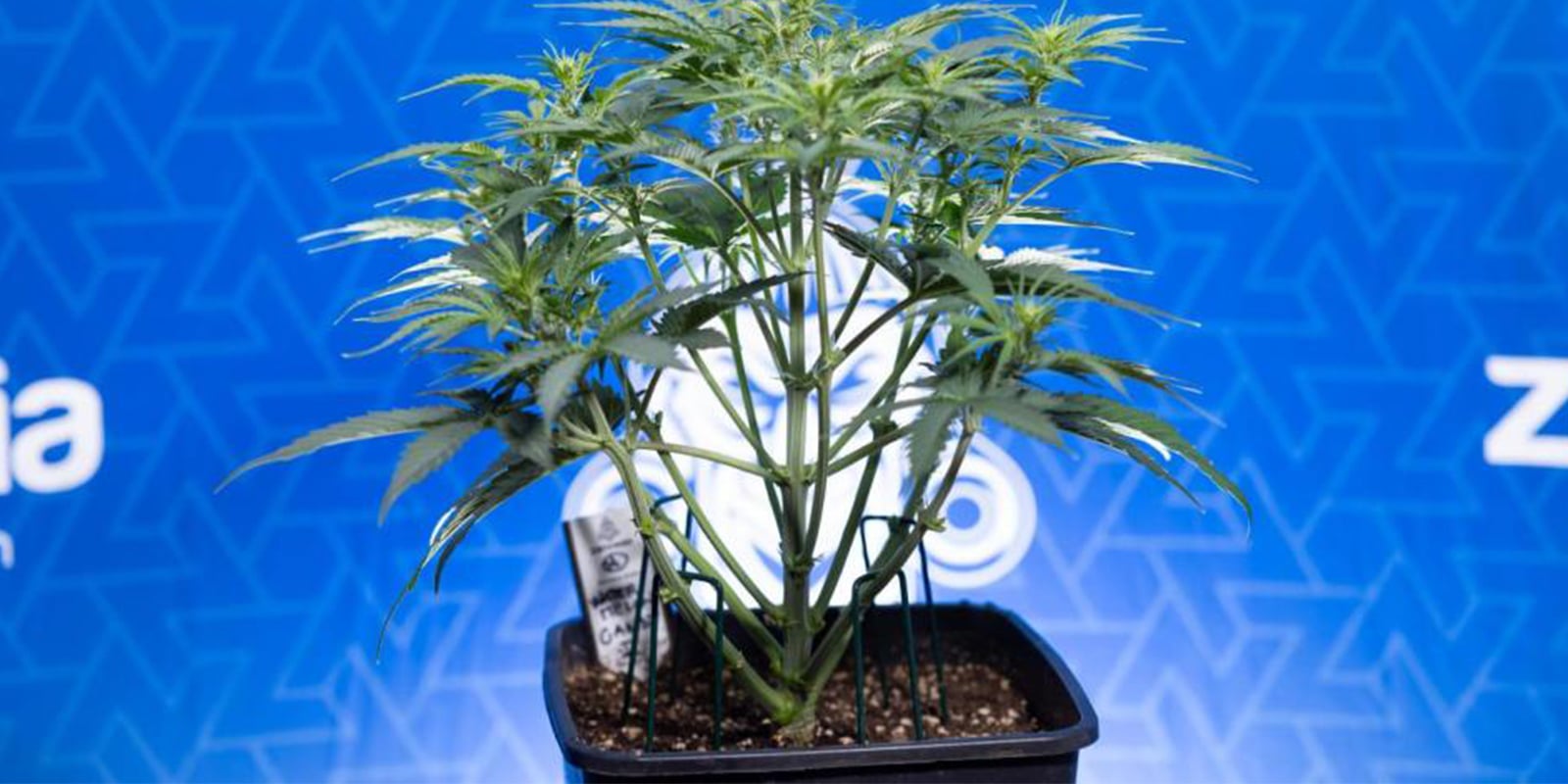 Welke trainingsmethode is het beste voor autoflowers?