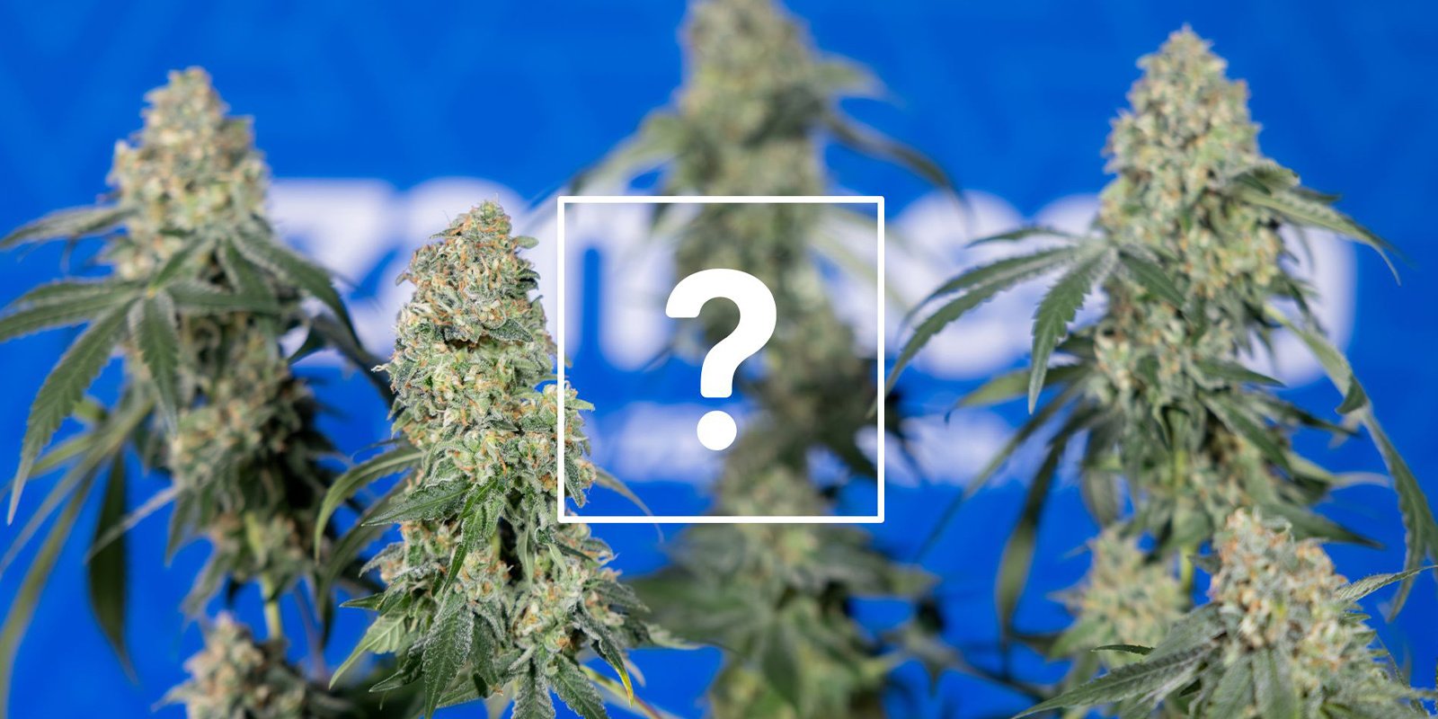 Kan ik aangetaste planten of toppen nog steeds gebruiken?