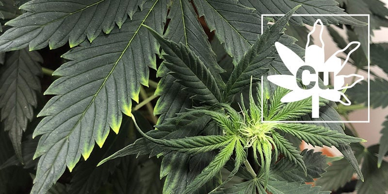 Een Kopertekort Bij Cannabisplanten