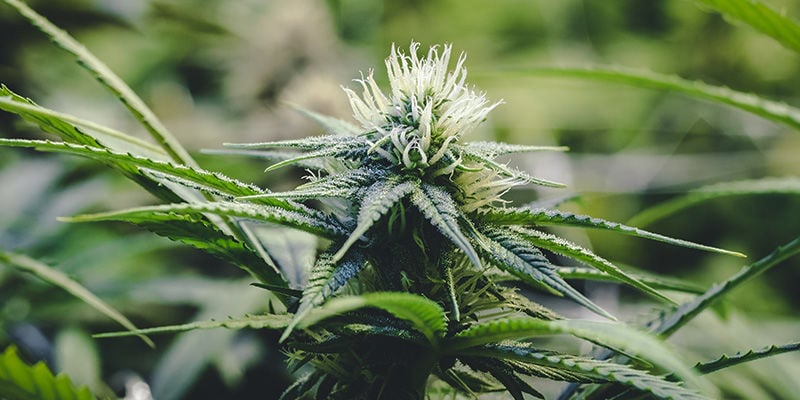 Is een kopertekort echt zo slecht voor cannabis?