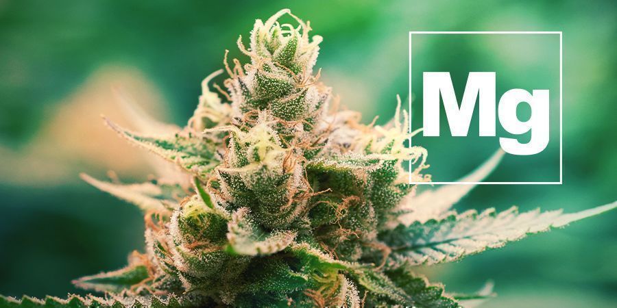 Magnesium En Cannabis Planten