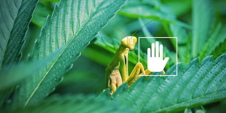 Waarom hebben wietplanten stikstof nodig?