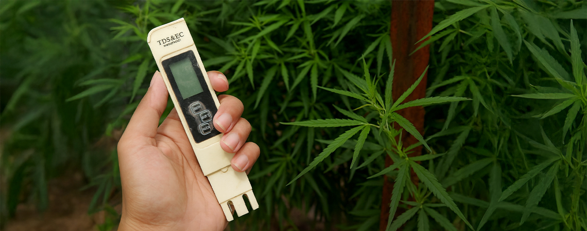 Beste EC voor cannabis