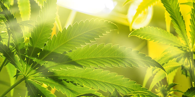 Verlichting onder het bladerdak: veelgemaakte fouten
