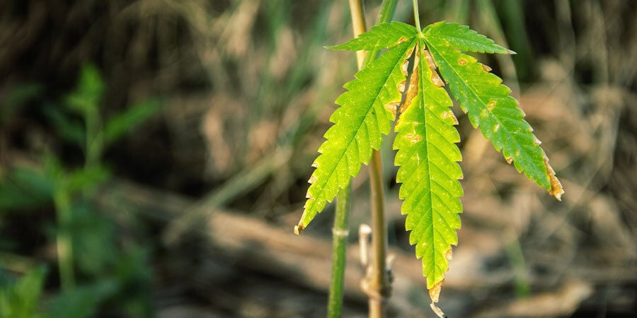 Hoe je kunt zien of een cannabisplant water nodig heeft