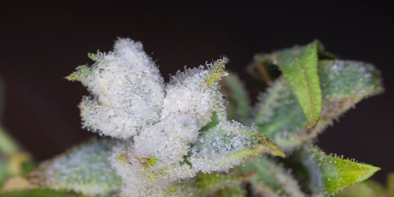 Gevorderde symptomen en risico's van meeldauw op wietplanten
