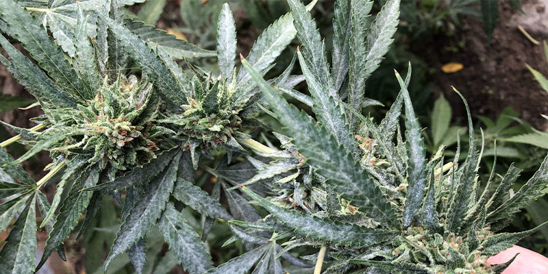 Hoe herken je meeldauw op je cannabisplant?