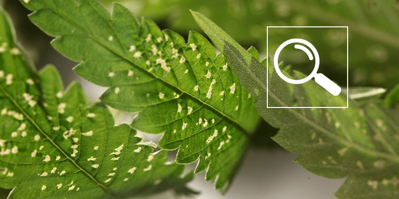 Belangrijkste oorzaken van witte vlekken op cannabis