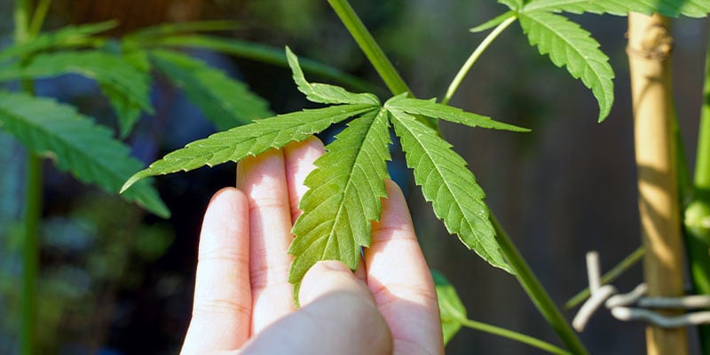 Hoe kun je de oorzaak van witte vlekken op wietplanten achterhalen?