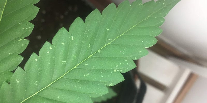 Wees witte vlekken op cannabisbladeren te slim af