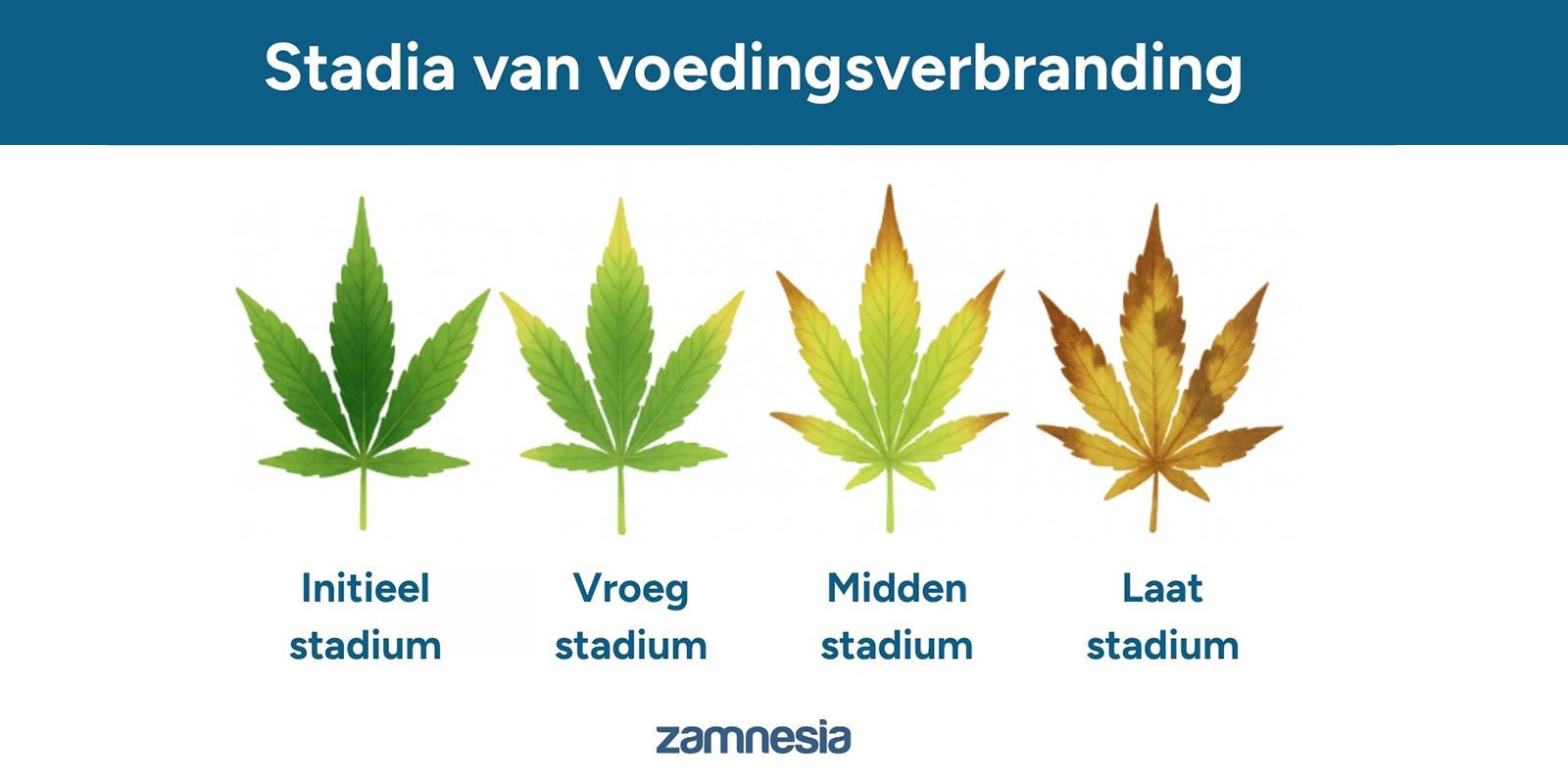 Stadia van voedingsverbranding
