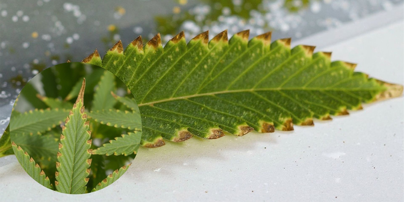 Hoe ziet voedingsverbranding bij wietplanten eruit?