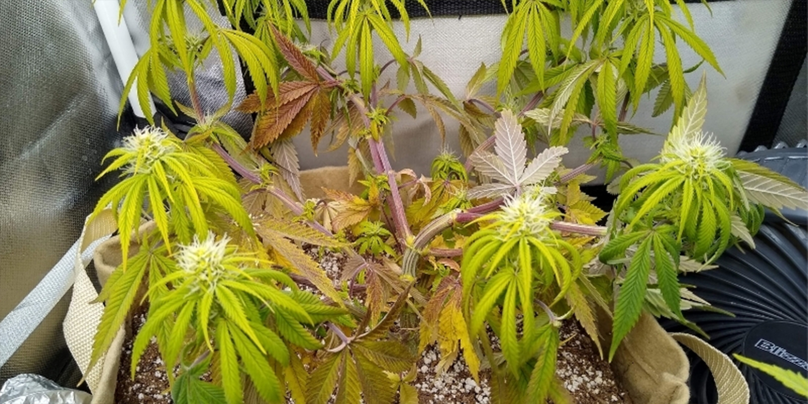 Veelvoorkomende signalen van verkeerde pH bij cannabis