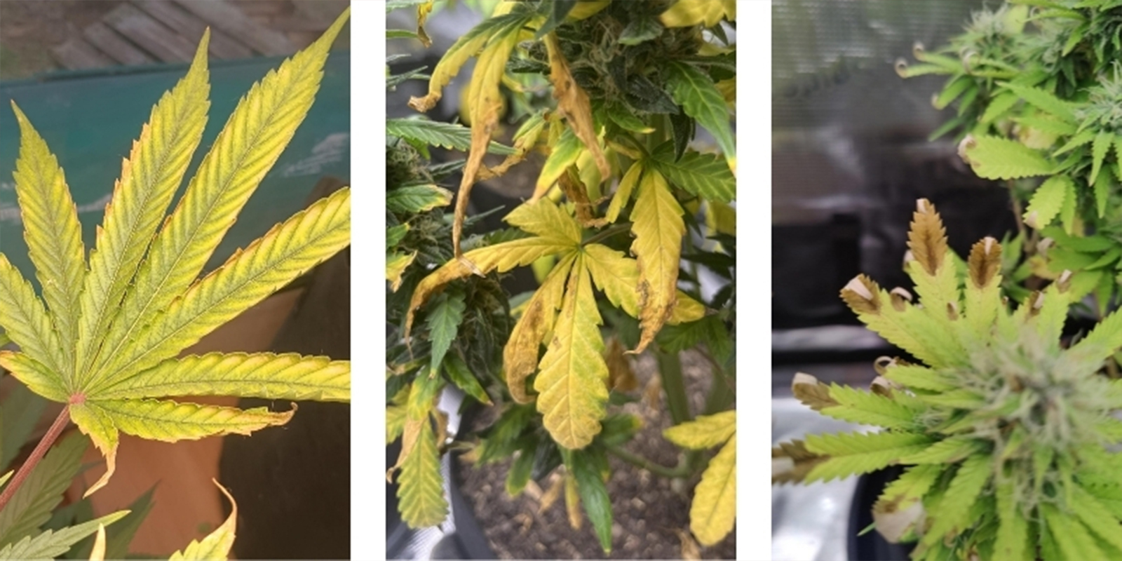 Wat is nutrient lock-out?