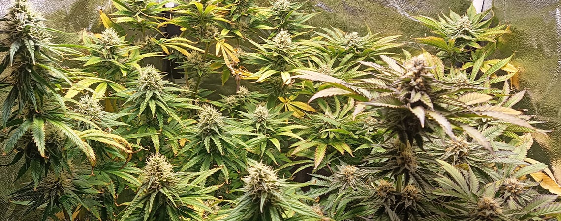 pH voor cannabis: hoe meten en aanpassen
