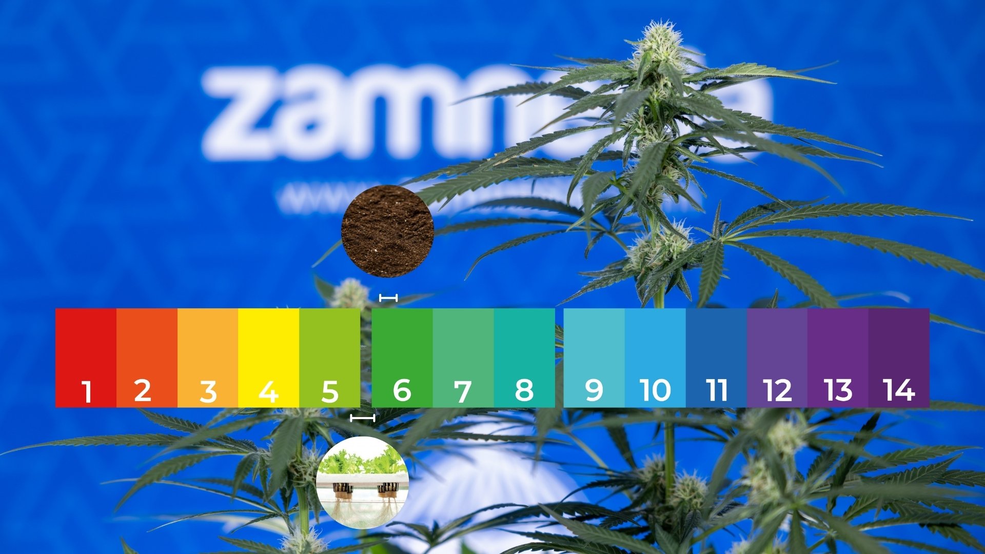 Groei (vegetatieve fase)