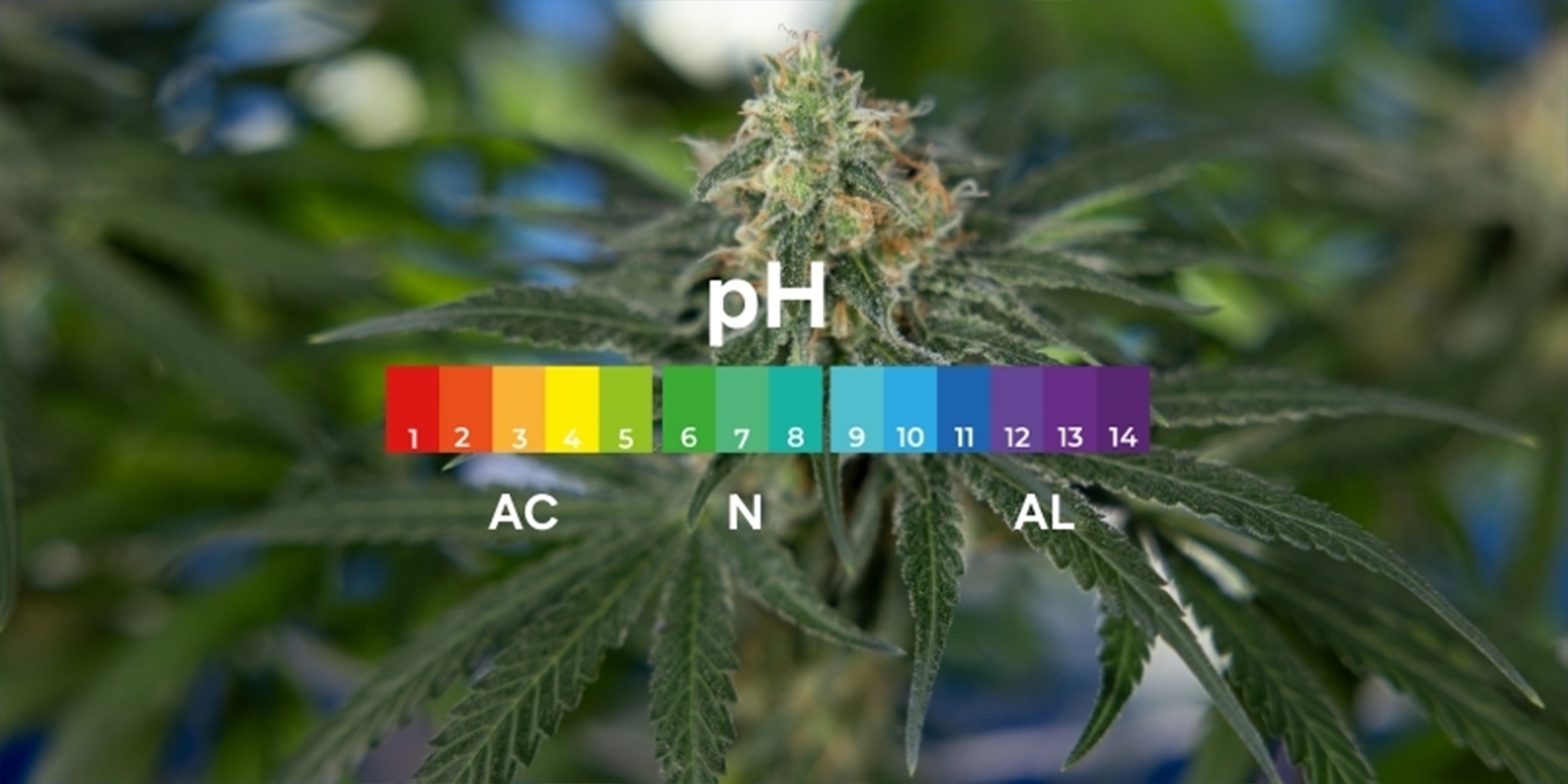 Wat is pH en waarom is het belangrijk voor cannabis?