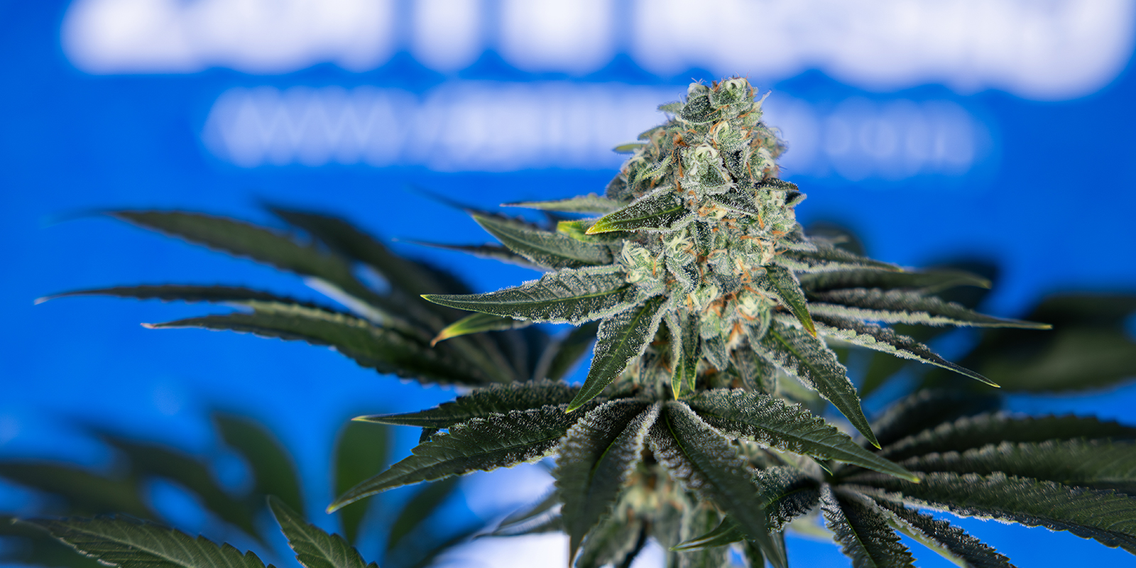 12/12 vanaf zaad: wat kun je verwachten