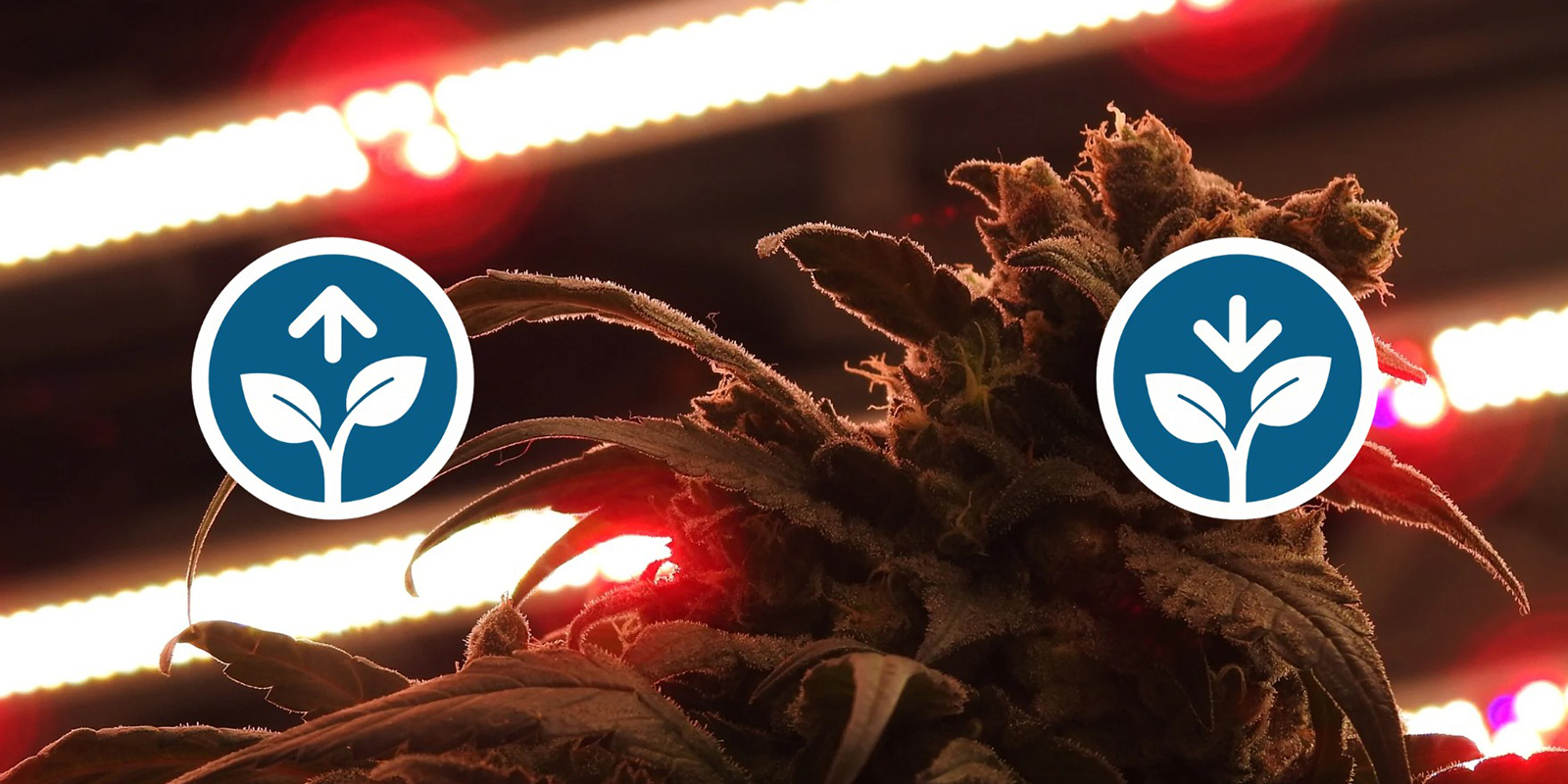 Voordelen en nadelen van 12/12