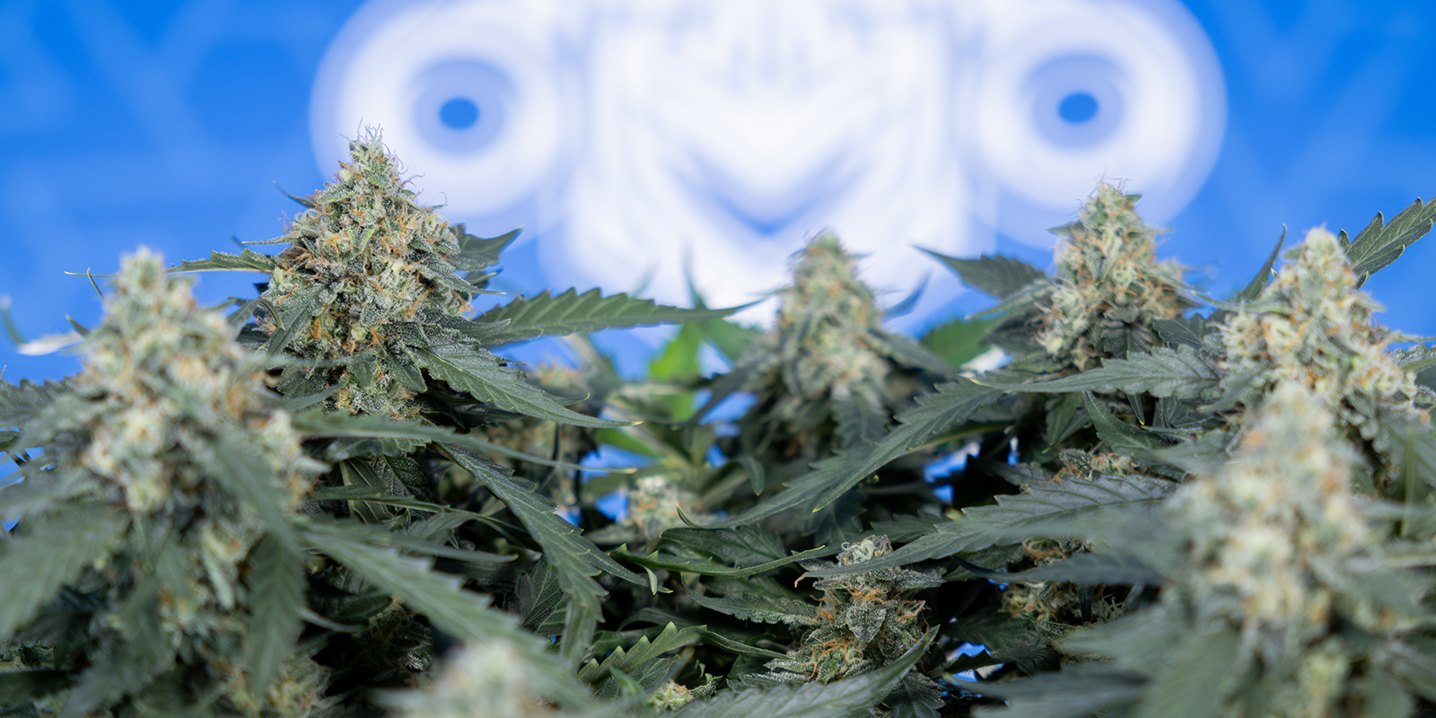 Beste strains voor 12/12 vanaf zaad