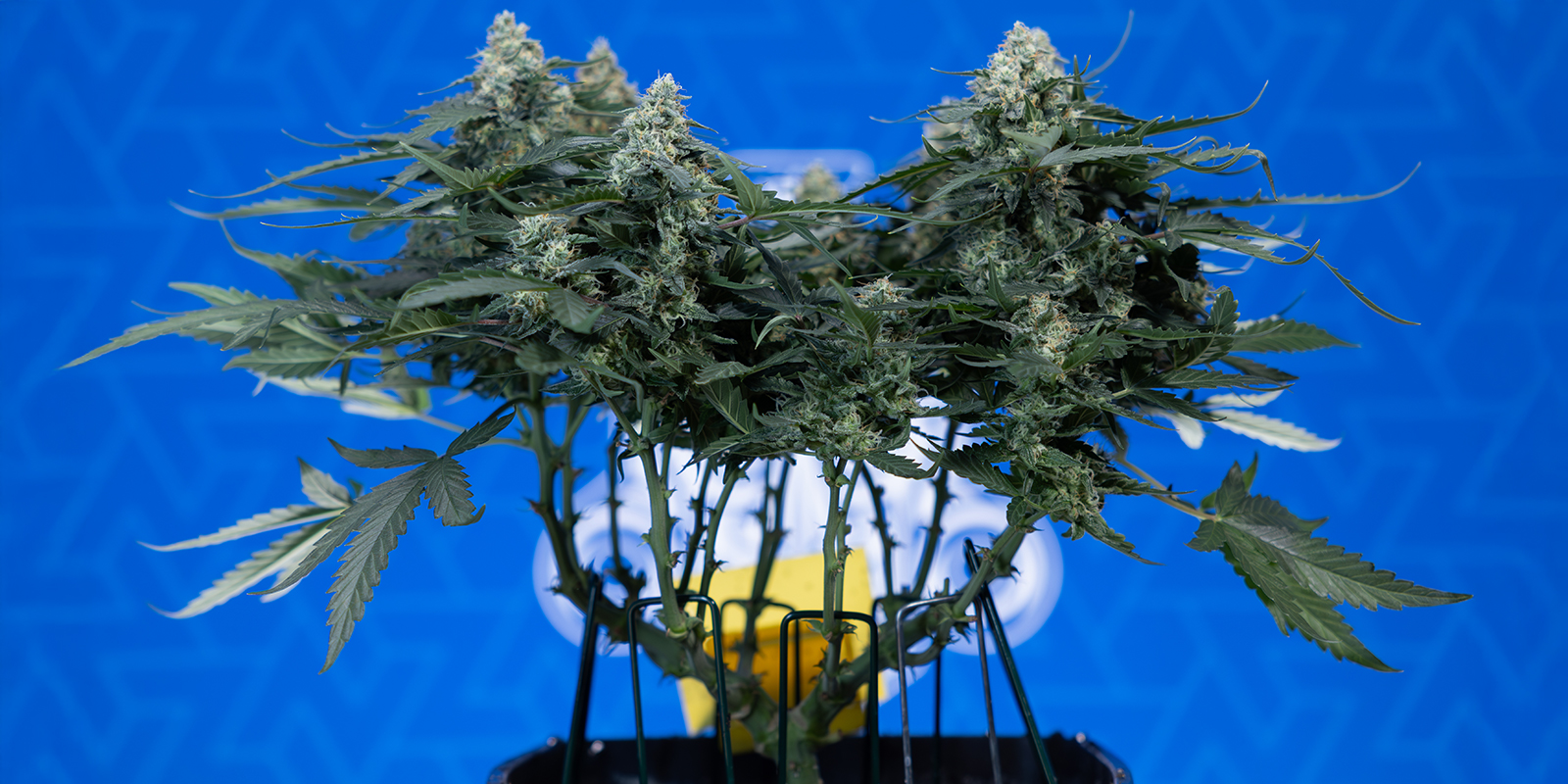 Waarom 12/12 gebruiken?