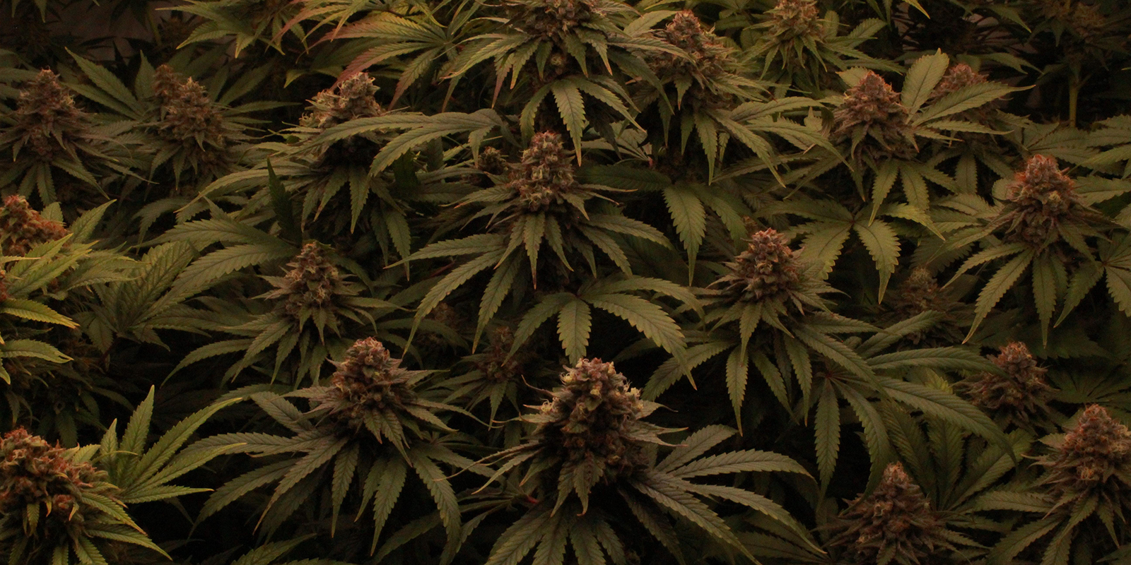 Laat je planten feesten op 12/12