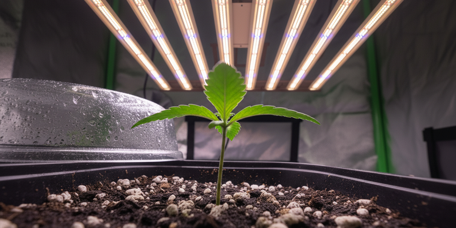 Start vanaf dag &eacute;&eacute;n met 12/12-verlichting