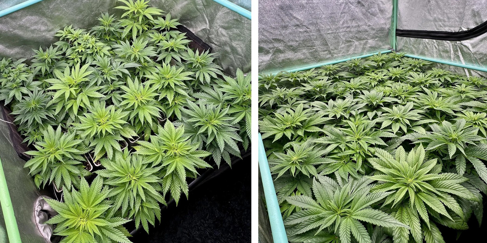 Probeer de Sea of Green (SOG)-methode