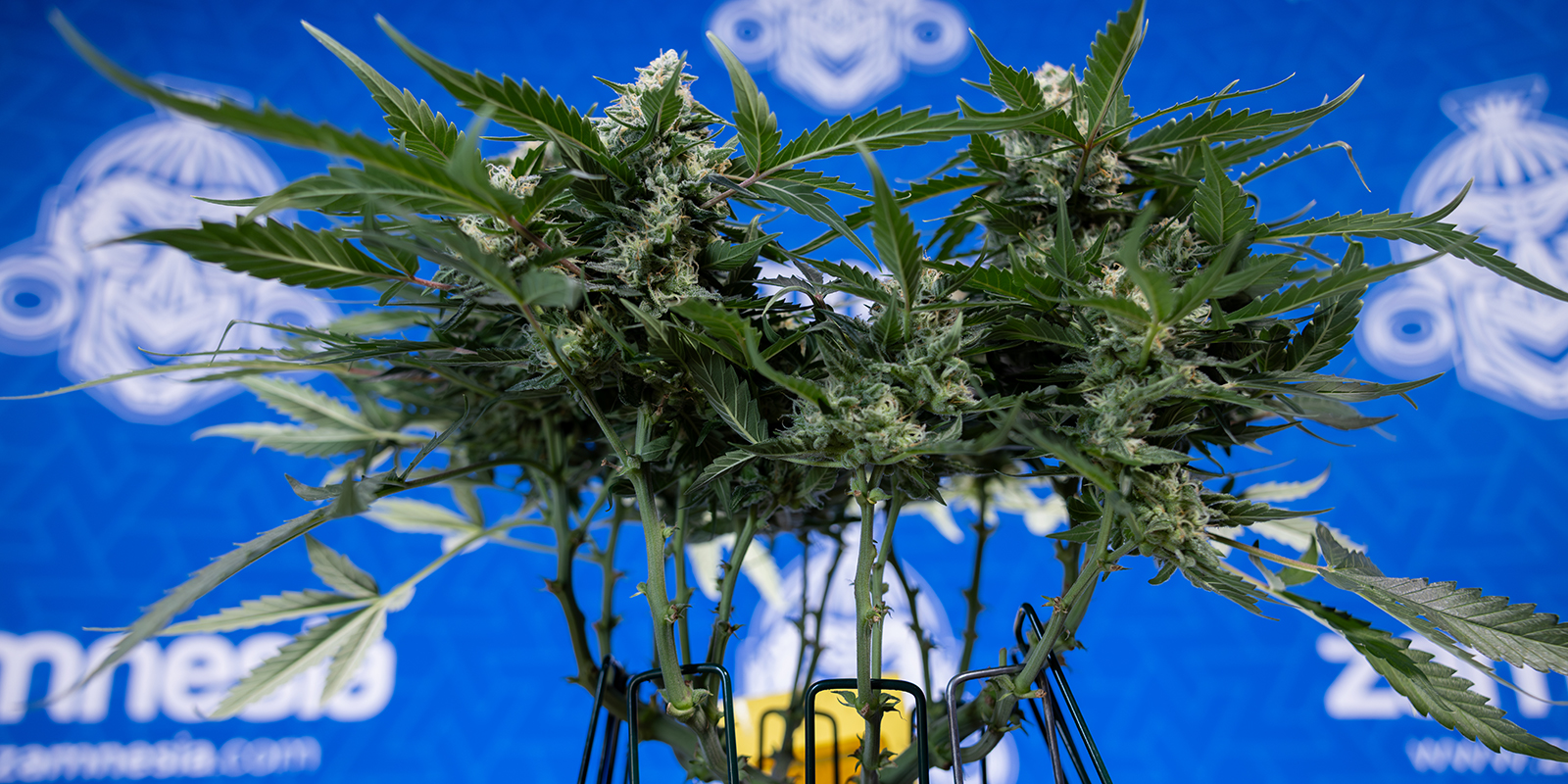 Gebruik feminised zaden of auto strains