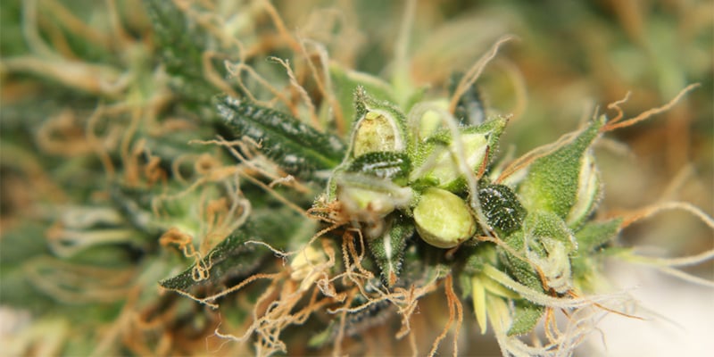 Kun je een hermafrodiete cannabisplant redden?