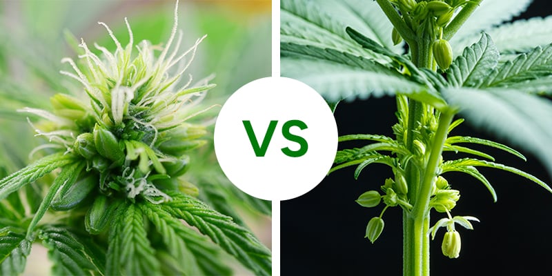 Hermaphrodite vs male cannabis plants: Key differences Hermaphrodite vs male cannabis plants: Key differences