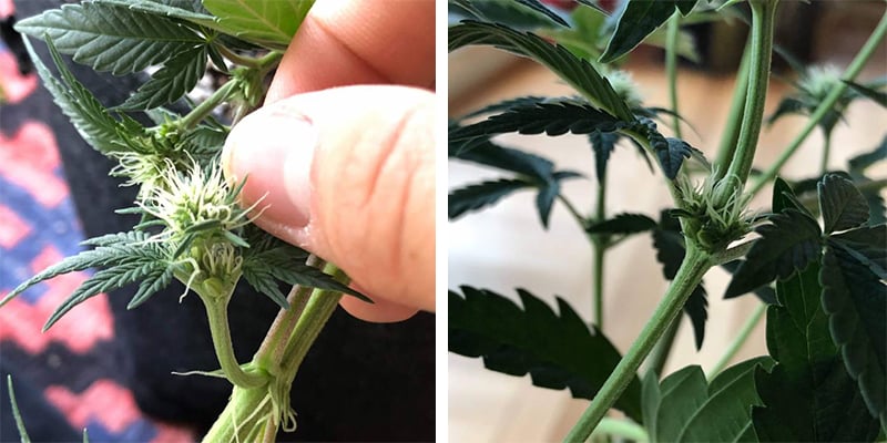 Zo voorkom je hermafrodiete cannabisplanten