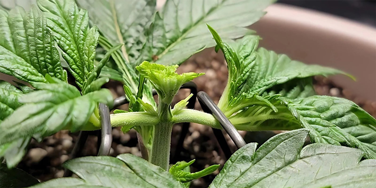 Wietplanten fimmen