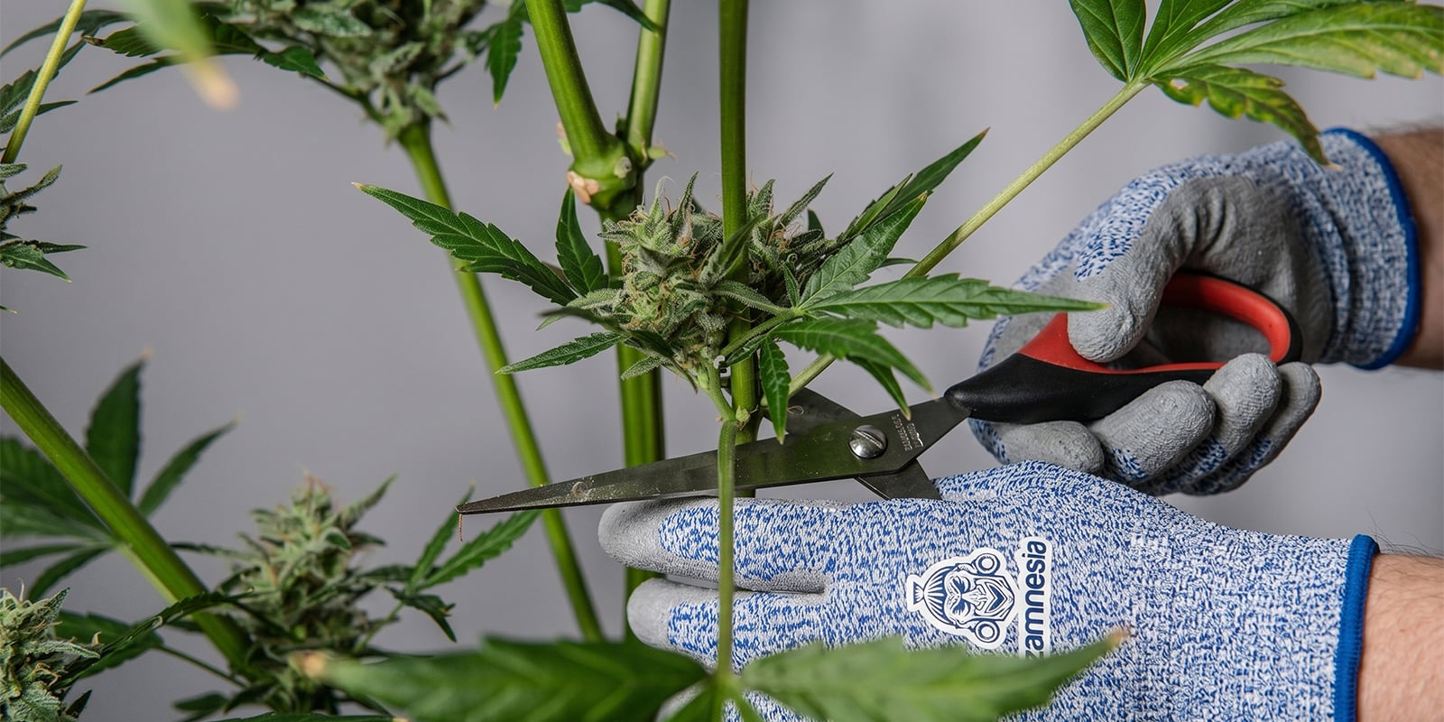 Hoe kun je wietplanten veilig snoeien?