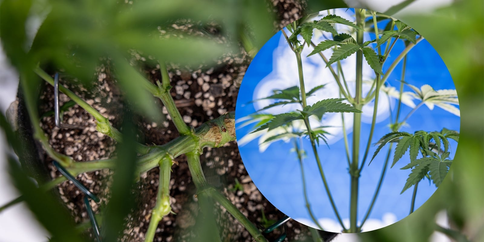 Wietplanten lollipoppen