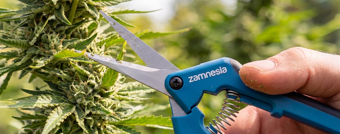 Cannabis snoeien: wanneer, waarom en hoe je het correct doet