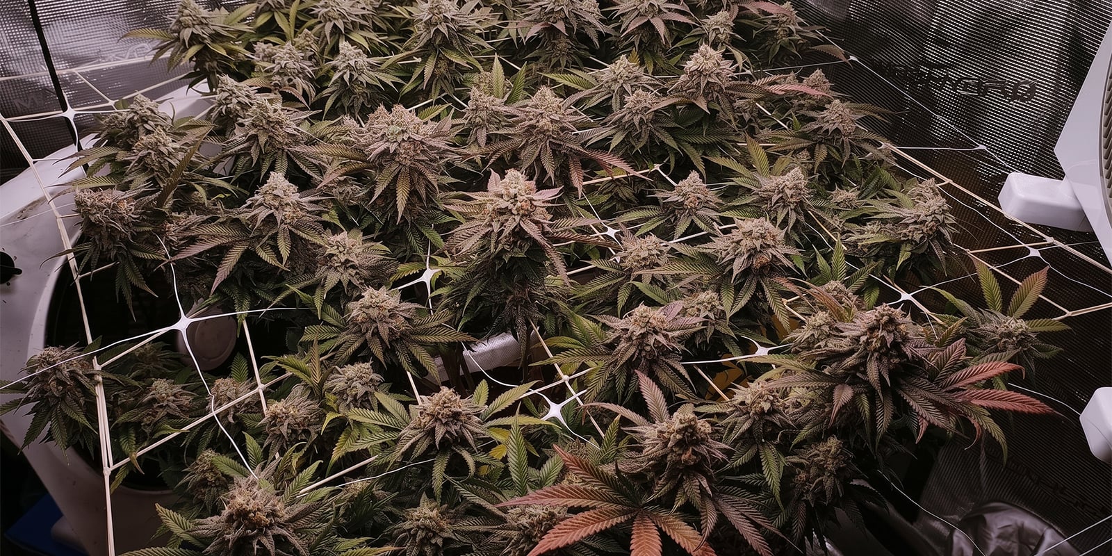 SCROG en snoeien