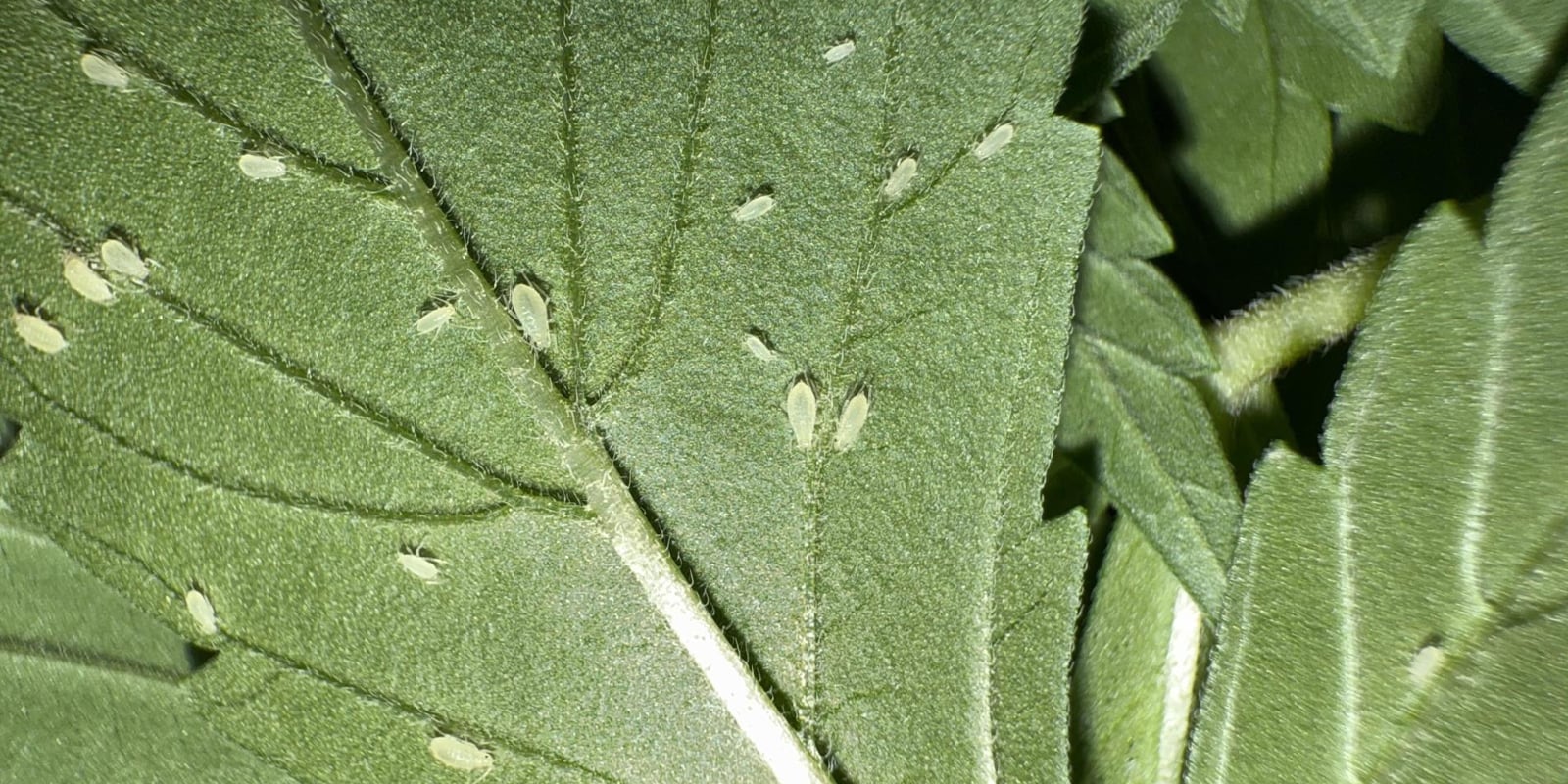 Hoe herken je bladluis op cannabisplanten? Hoe herken je bladluis op cannabisplanten?