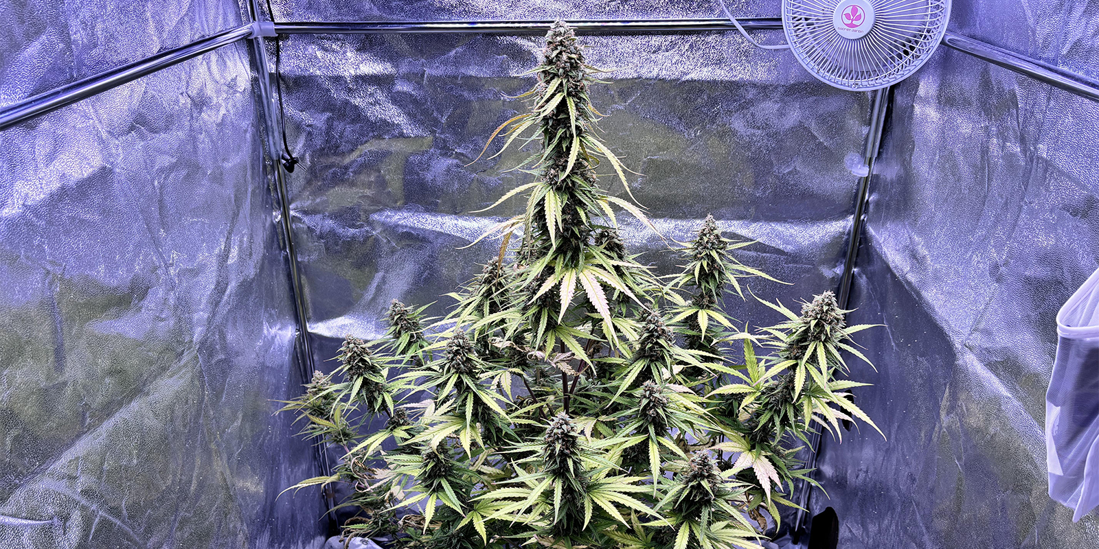 Hoe voorkom je bladluis op cannabisplanten? Hoe voorkom je bladluis op cannabisplanten?