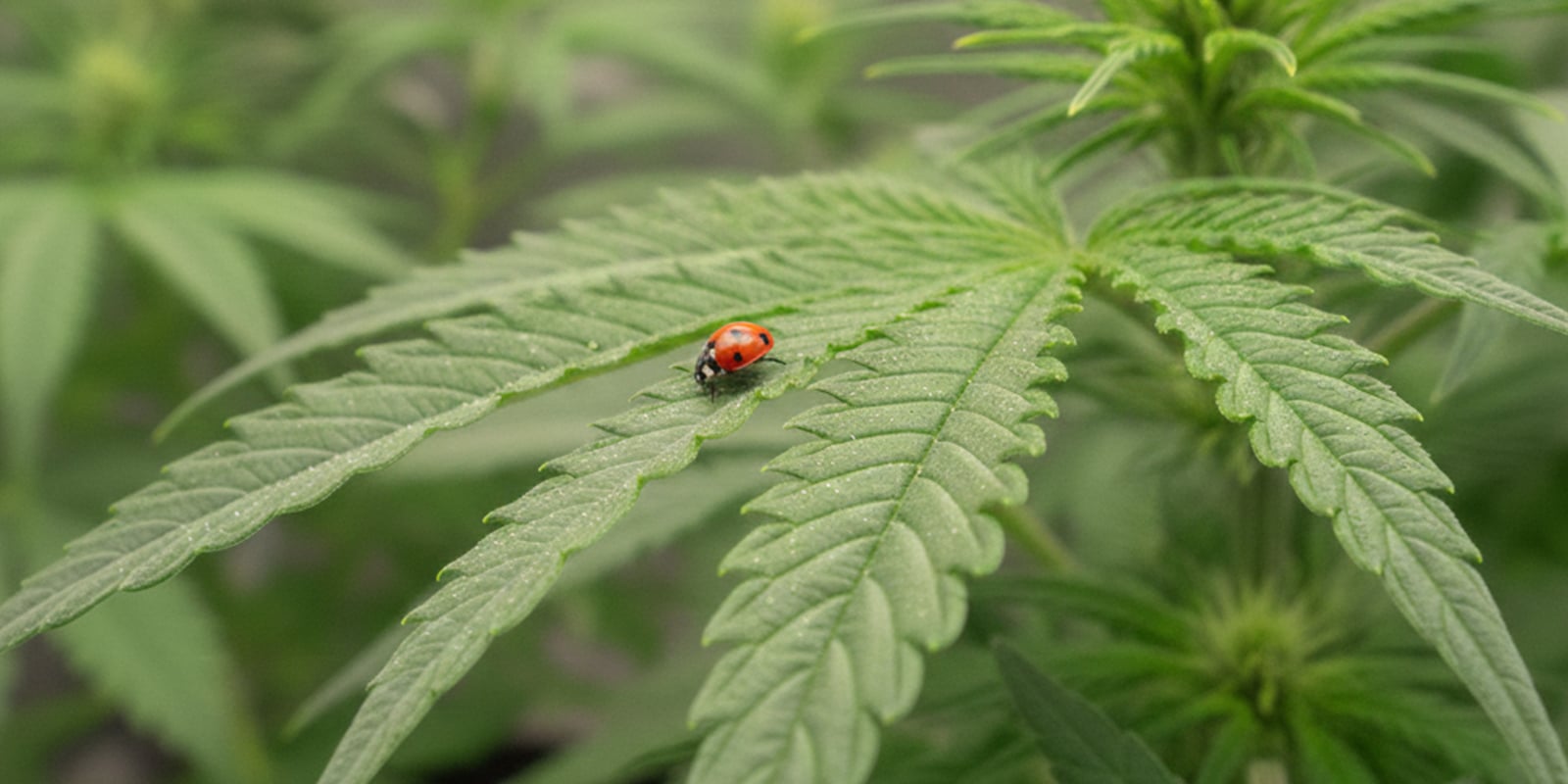 Natuurlijke en biologische middelen tegen bladluis Natuurlijke en biologische middelen tegen bladluis