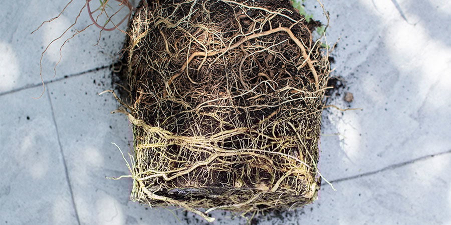 Hoe Herken Je Verstrikte Wortels Bij Wietplanten?