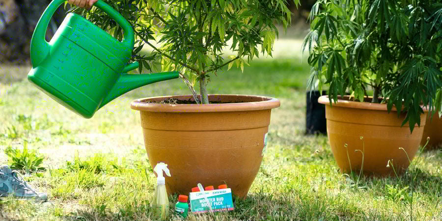 Houd De Wortels Van Je Planten Gezond!