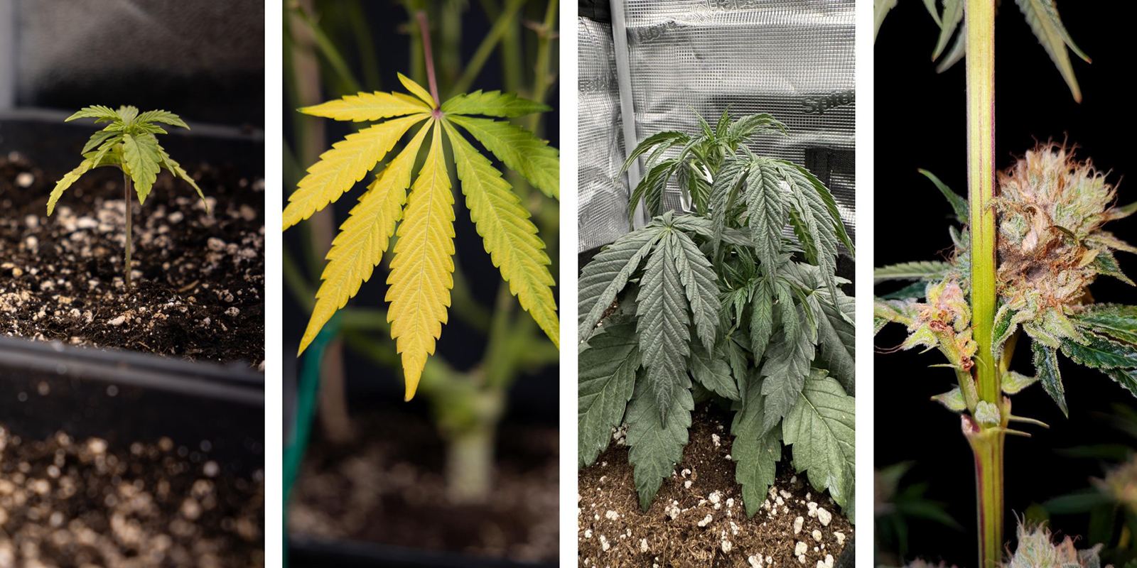 Symptomen boven de grond Symptomen boven de grond