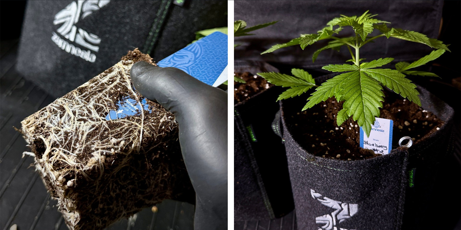 Optie 1: verpotten naar een grotere pot Optie 1: verpotten naar een grotere pot