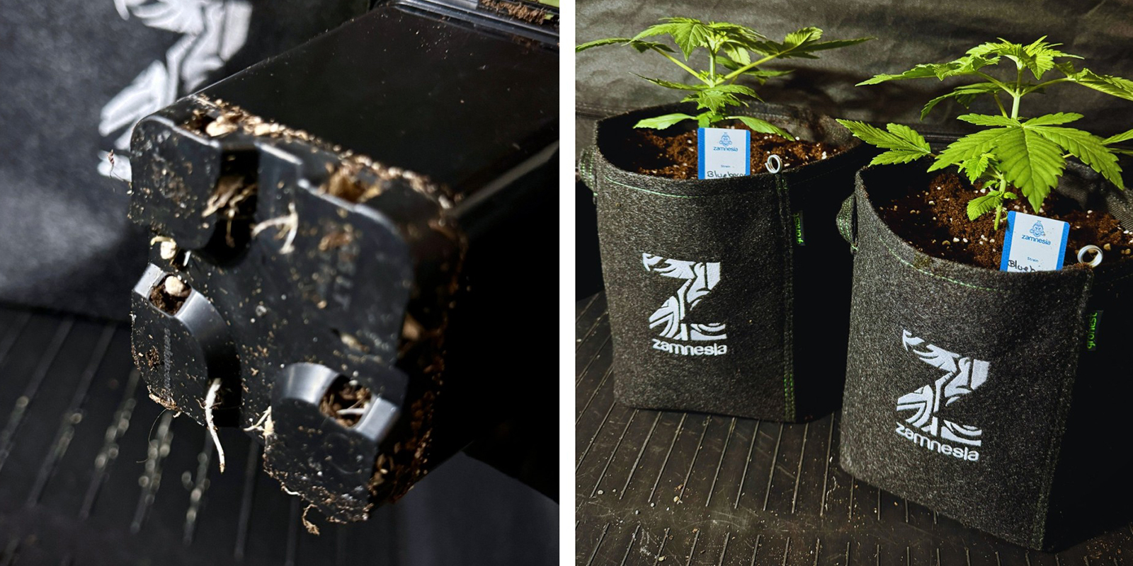 Rootbound in de toekomst voorkomen Rootbound in de toekomst voorkomen