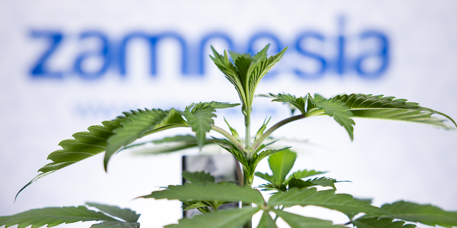 Wortelproblemen? Opgelost. Laat je planten weer knallen! Wortelproblemen? Opgelost. Laat je planten weer knallen!