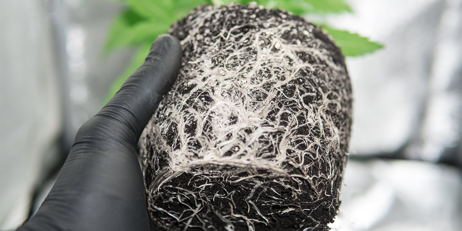 Aanwijzingen in de wortelzone Aanwijzingen in de wortelzone