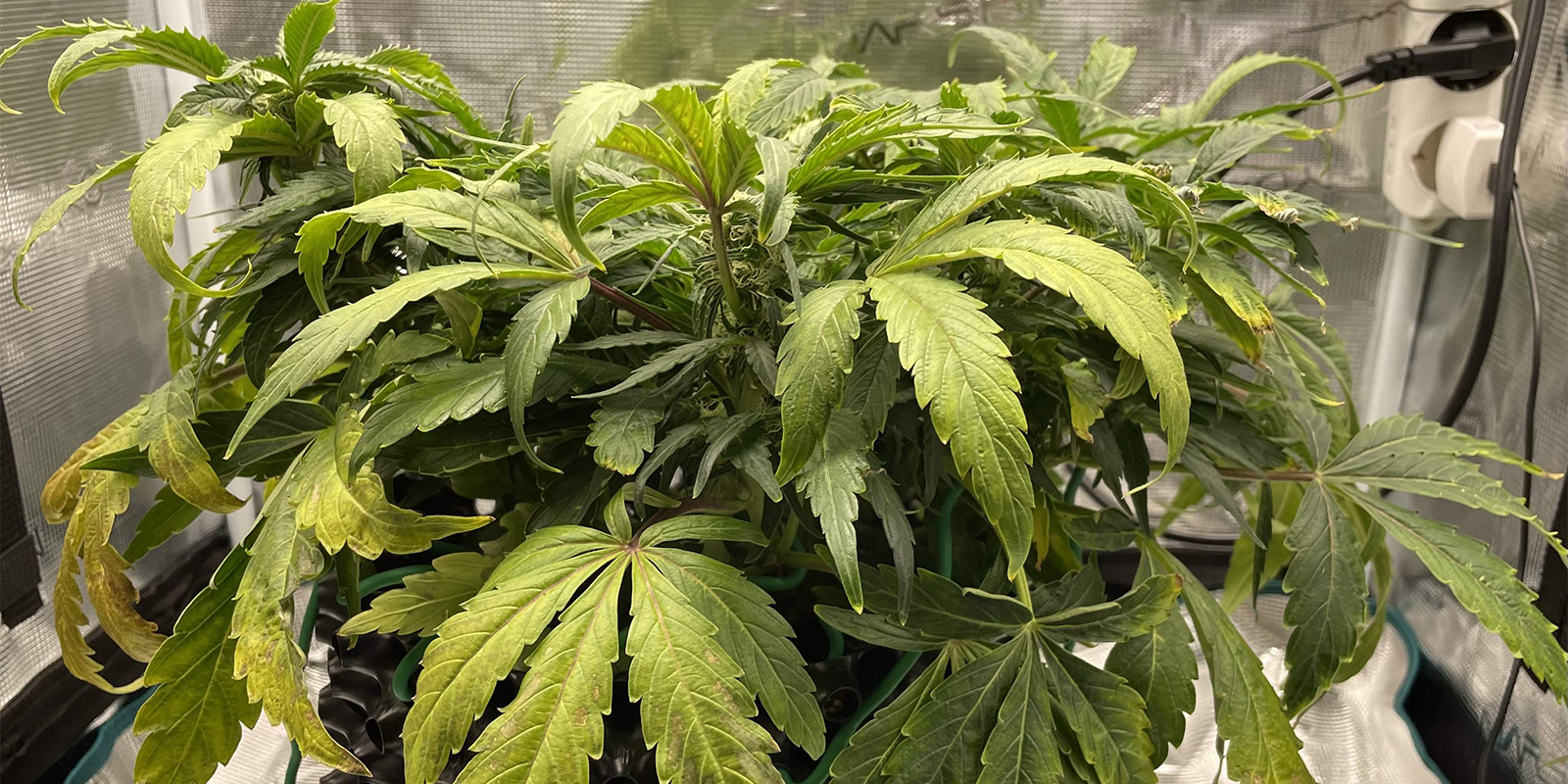 Wat gebeurt er als je het niet oplost? Wat gebeurt er als je het niet oplost?