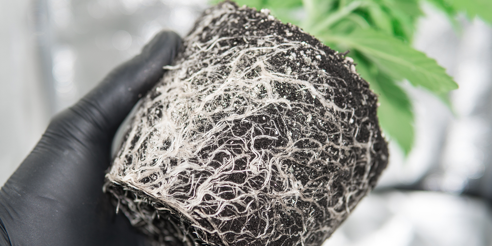 Wat is rootbound cannabis? Wat is rootbound cannabis?